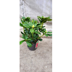 RHODODENDRON- 40-70 CM...