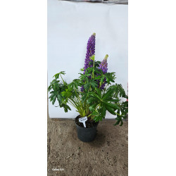 LUPIN MOV- 60-70cm (Lupinus...
