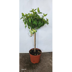 Hortensia port inalt-...