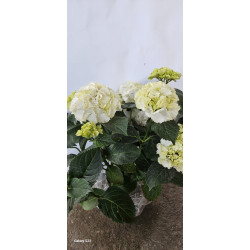 HORTENSIA ALBA- Hydrangea...