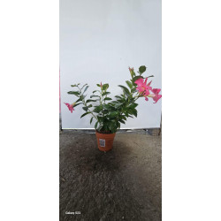 DIPLADENIA CURGATOARE-...