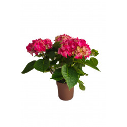 Hortensia Macrophylla Hi...