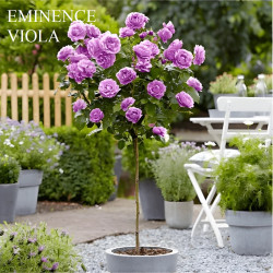 Trandafir pomisor mov-...