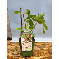 Smochin Pitic- Little Miss...