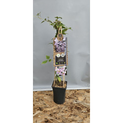 Clematis Montana- RUBENS