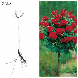 Trandafir pomisor-Gala - 1,4 m