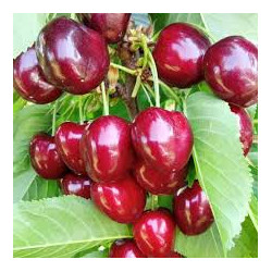 Cires Sweet Lorenz- Gisella...