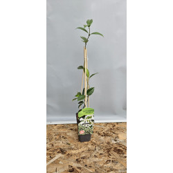 Iasomia stelata- 30-40 de cm.