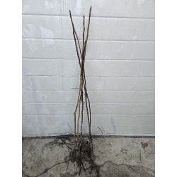 Pachet 5 bucăţi puieţi nuc...