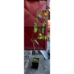 Lamai soi Eureka la ghiveci