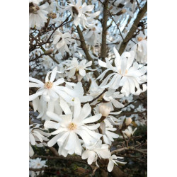 Magnolia Stelata alba