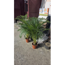 Palmier Areca 100cm -120 cm