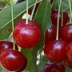 Set de 3 Vişini productiv...