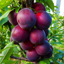 Set de 2 buc Cais negru