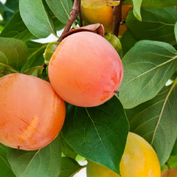 set  1 kaki+ 1 rodiu -...