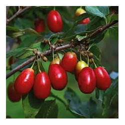 set de 3 buc corni fructiferi