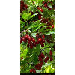 set de 10 corni fructiferi