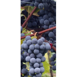 Set de 3 buc -vita de vie...