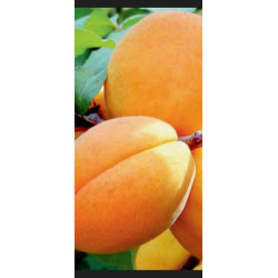 Set 2 buc - Cais umberto -...