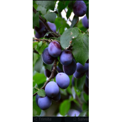 Set de 3 buc - Prun...