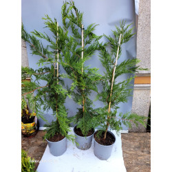 Chiparos leylandii 80-100 cm