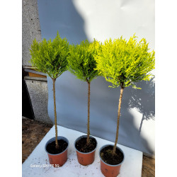 Chiparos Leyland Auriu Glob...