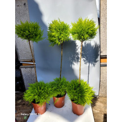 Chiparos Leyland Auriu Glob...