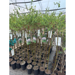 Salcia japoneză (Salix...