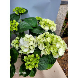 Hortensia Macrophylla