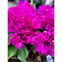 Bougainvillea - "floarea de...