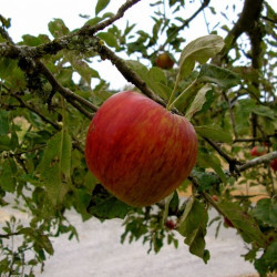 Pom fructifer măr Jonathan