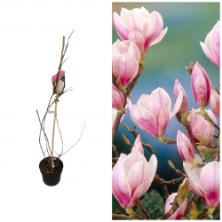 Magnolia soulangiana...