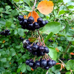 Aronia melanocarpa nero